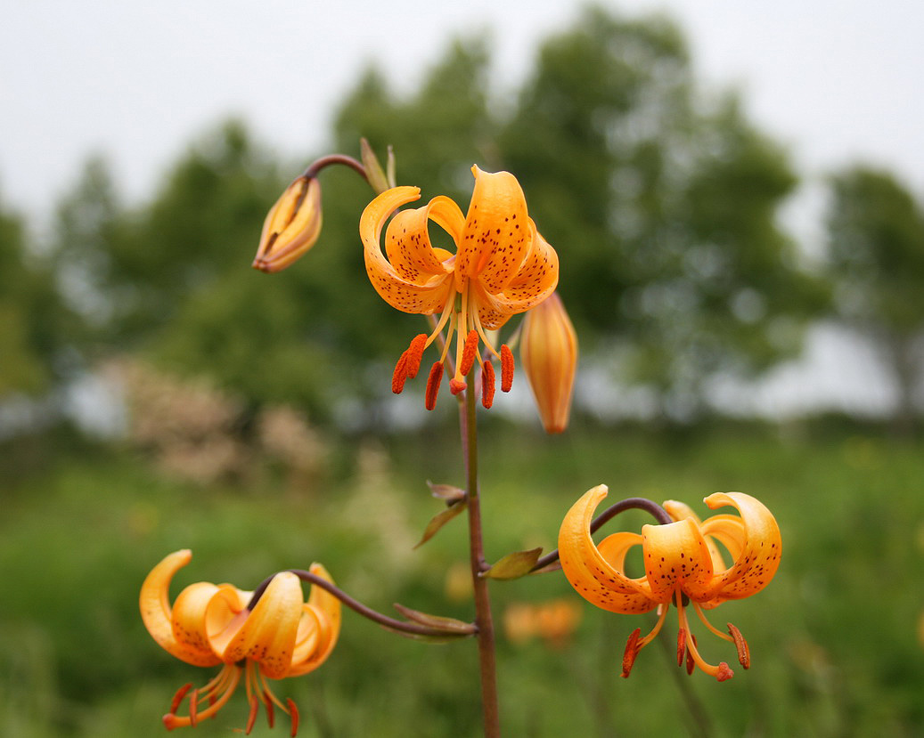 Изображение особи Lilium debile.