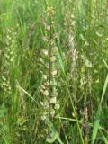 Lepidium perfoliatum. Соплодие. Украина, г. Запорожье, пос. Солнечный, балка, степной участок. 19.05.2011.