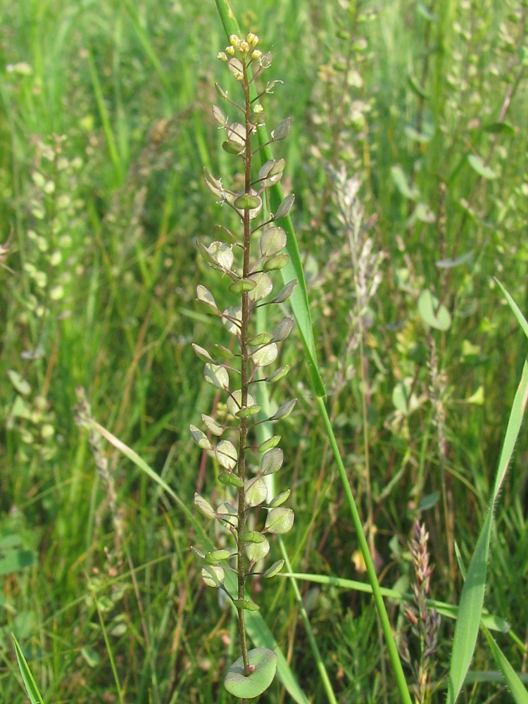 Image of Lepidium perfoliatum specimen.