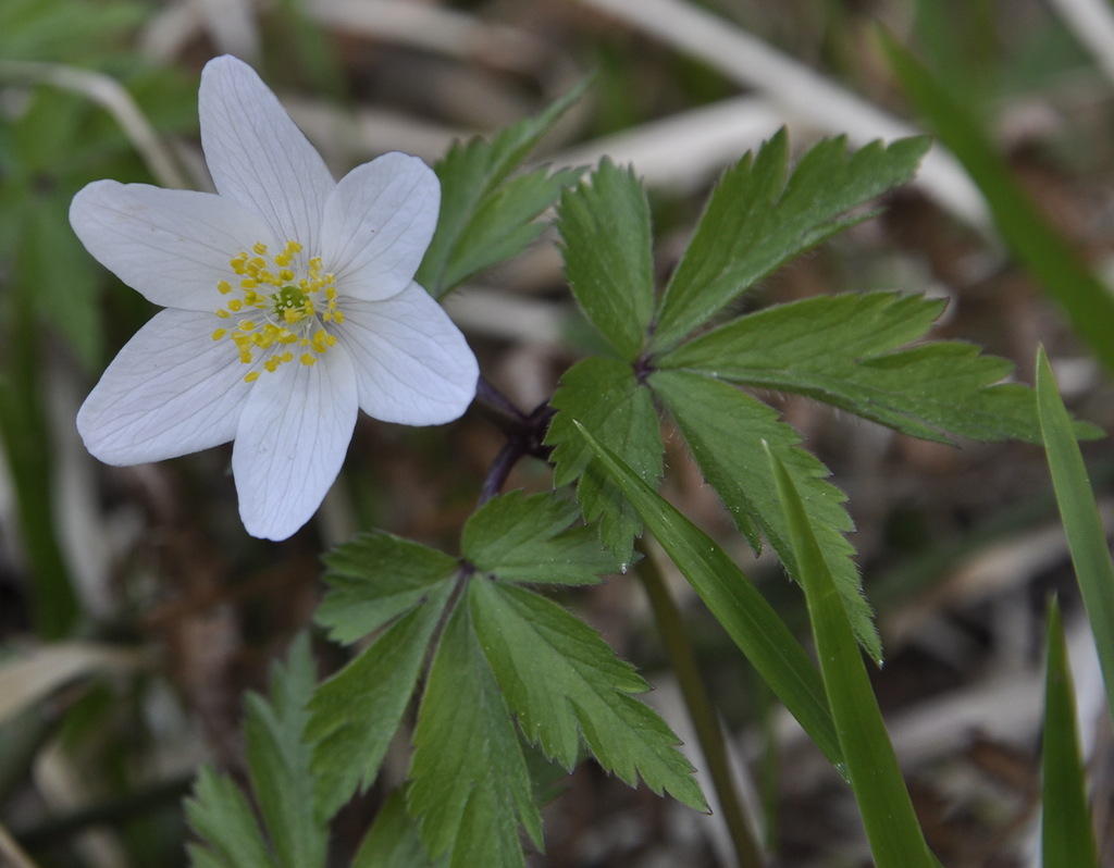 Image of Anemone nemorosa specimen.