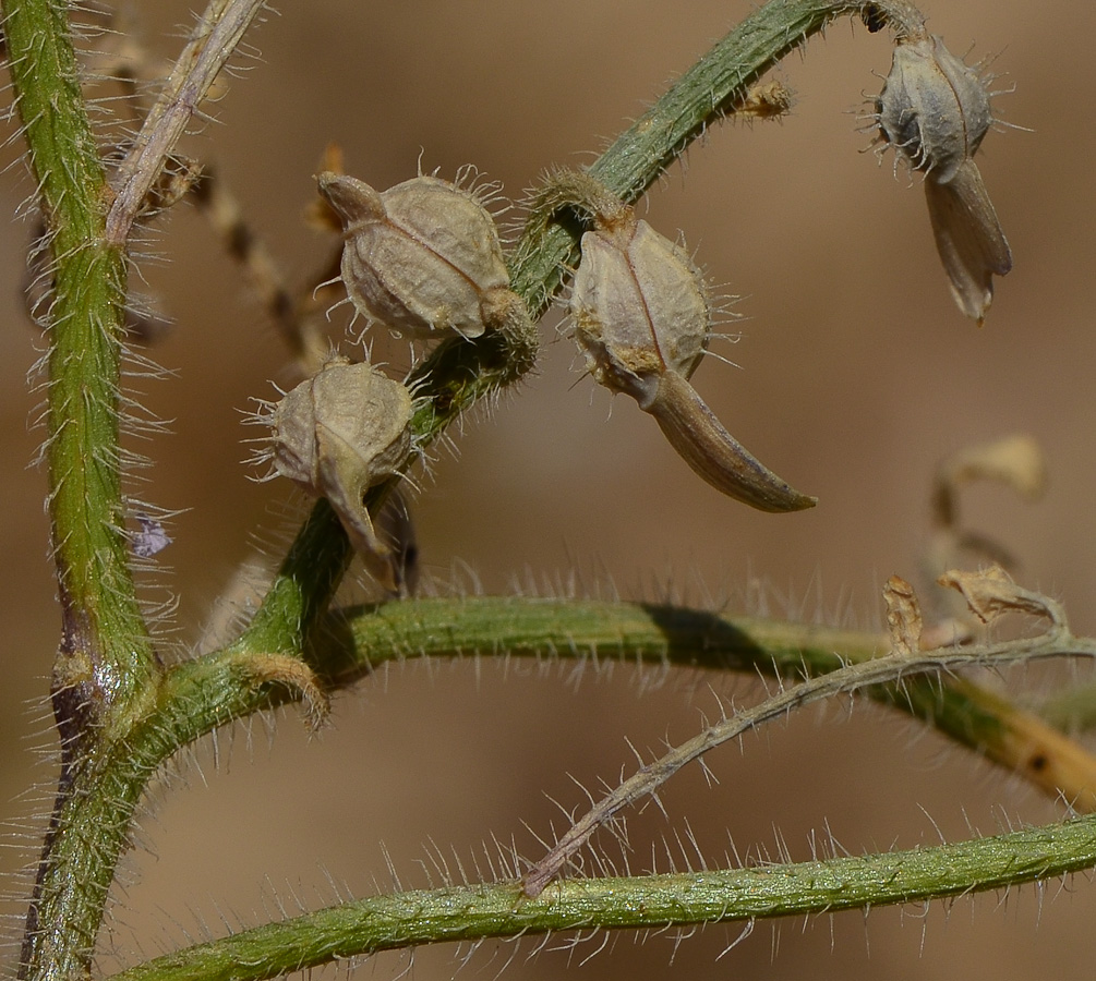 Image of Carrichtera annua specimen.