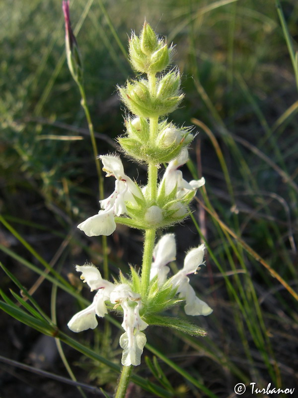 Image of Stachys atherocalyx specimen.