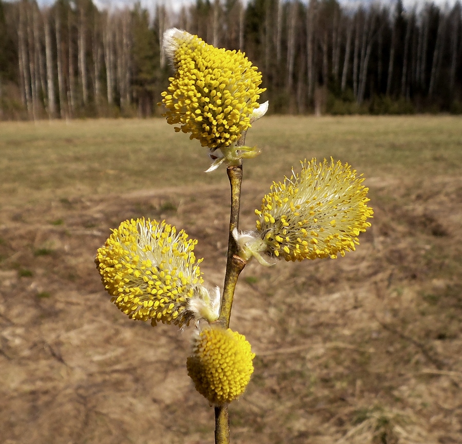 Image of Salix caprea specimen.