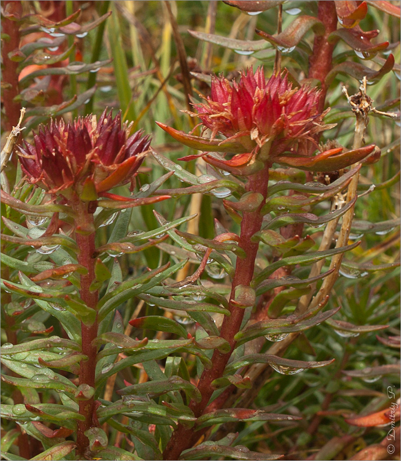 Изображение особи Rhodiola algida.