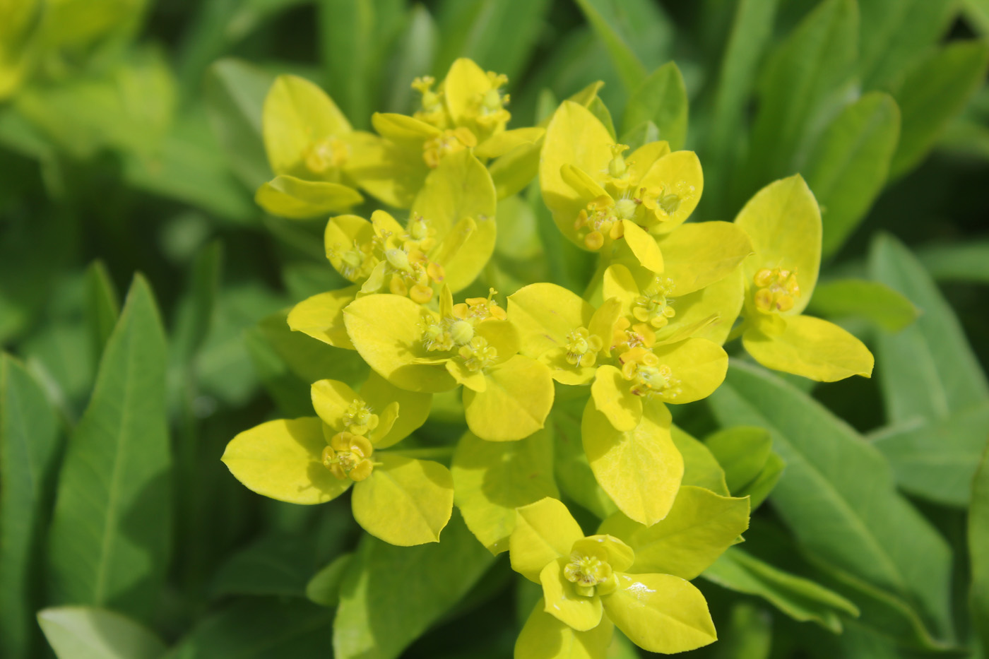 Image of Euphorbia procera specimen.