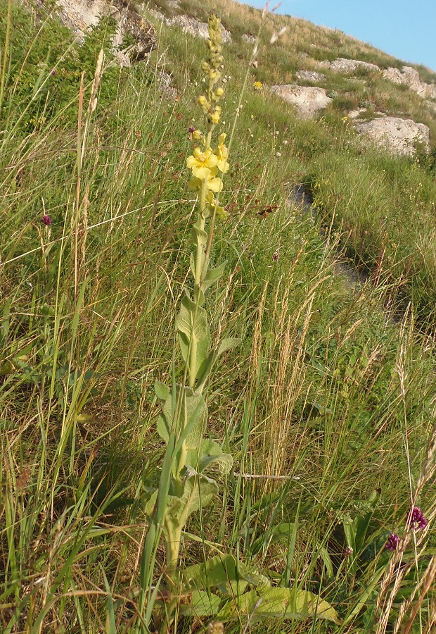 Изображение особи Verbascum phlomoides.