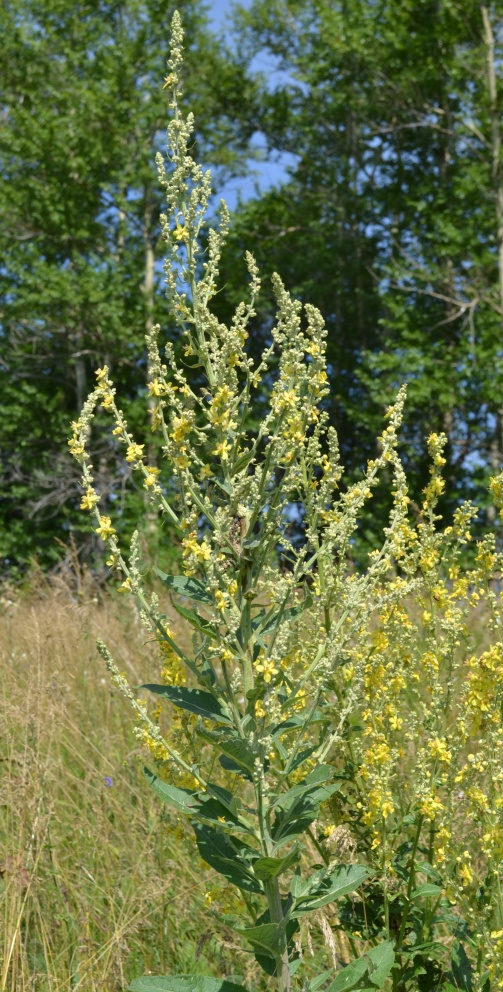 Изображение особи Verbascum lychnitis.