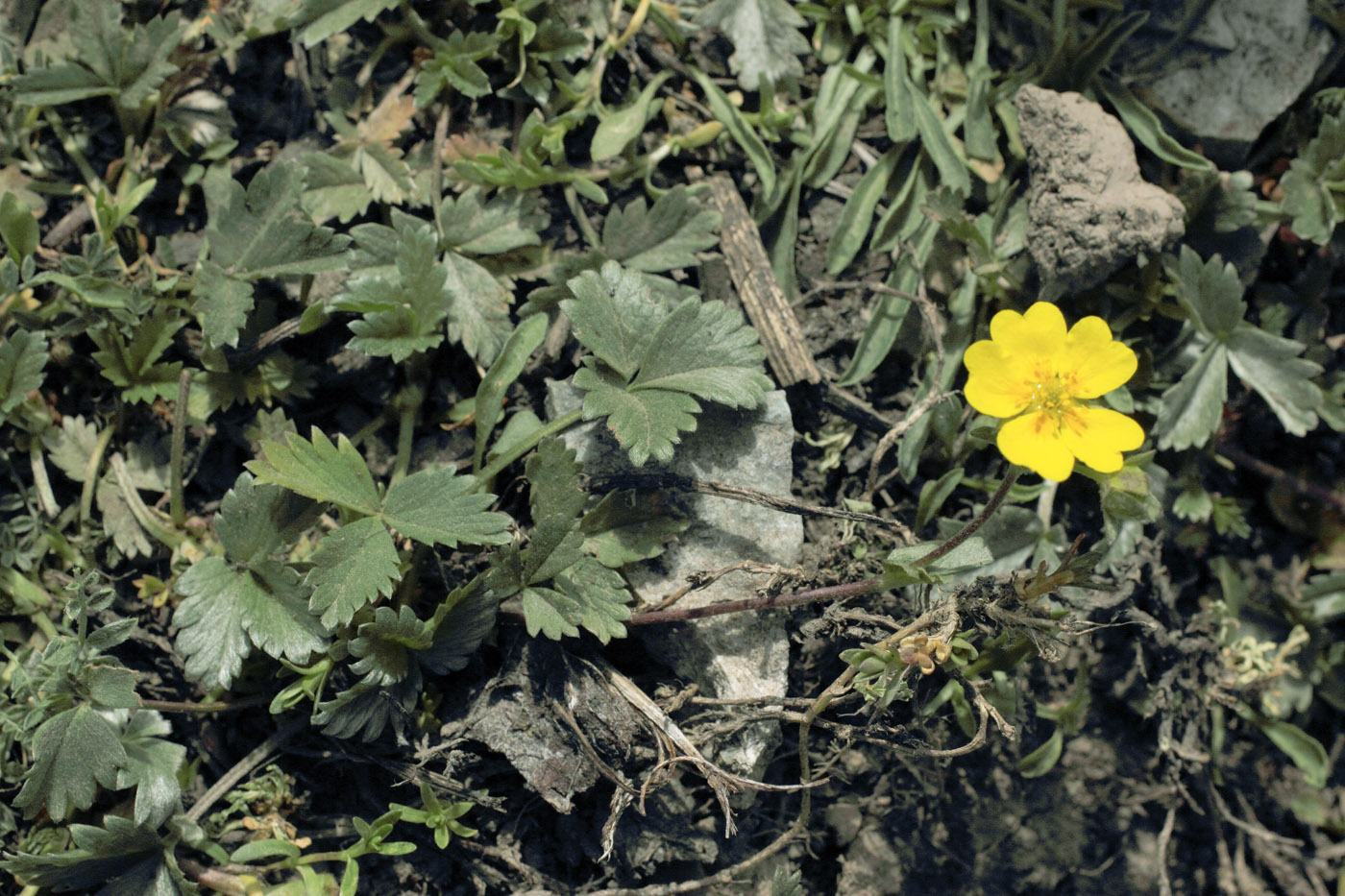 Изображение особи Potentilla gelida.