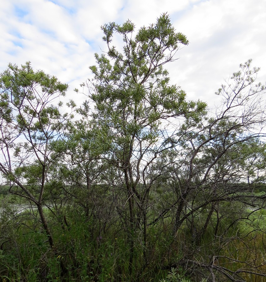 Image of Hippophae rhamnoides specimen.