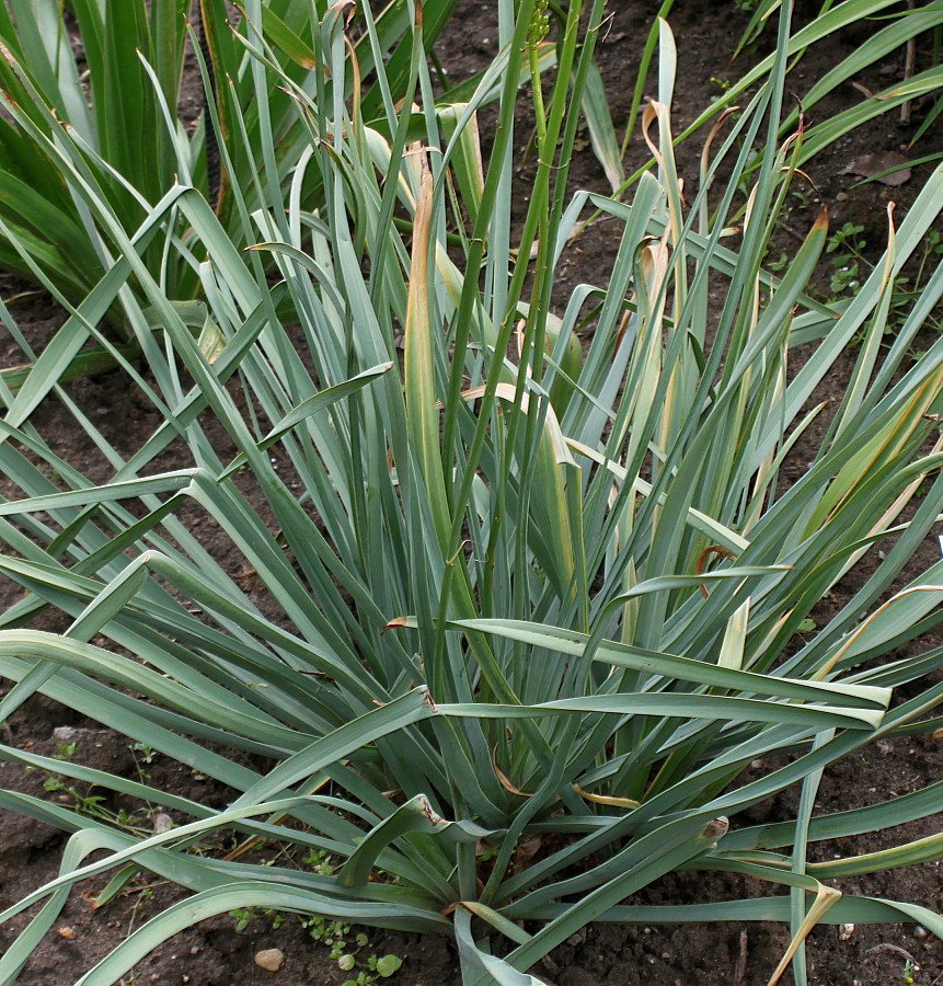 Image of Eremurus stenophyllus specimen.