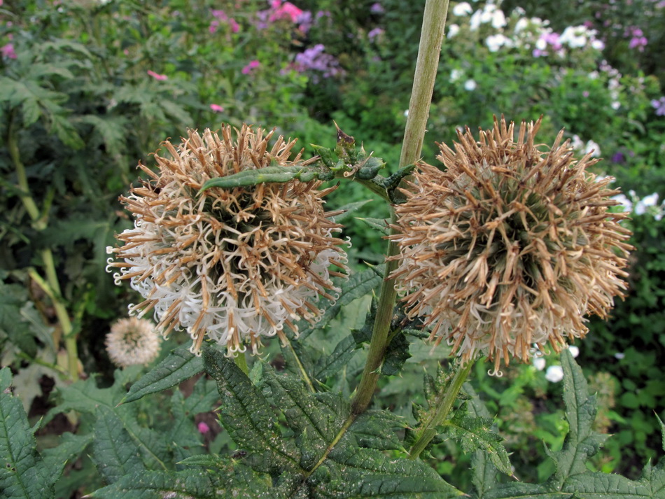 Image of genus Echinops specimen.