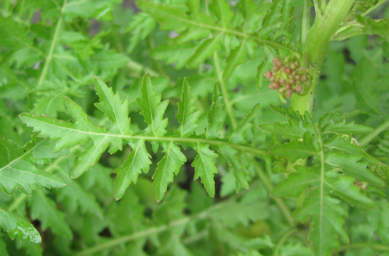 Image of Rorippa palustris specimen.