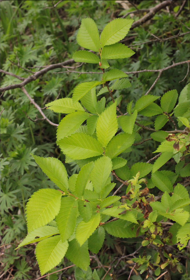 Image of Ulmus minor specimen.