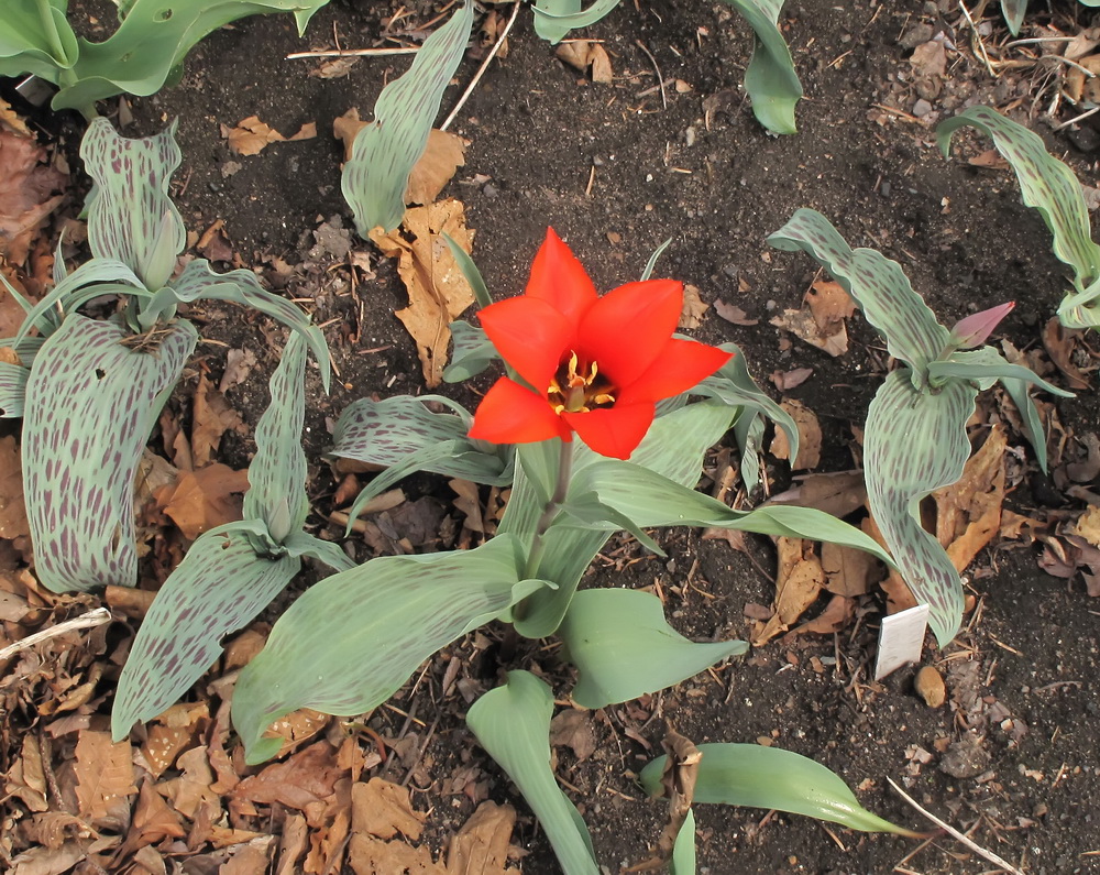 Image of genus Tulipa specimen.