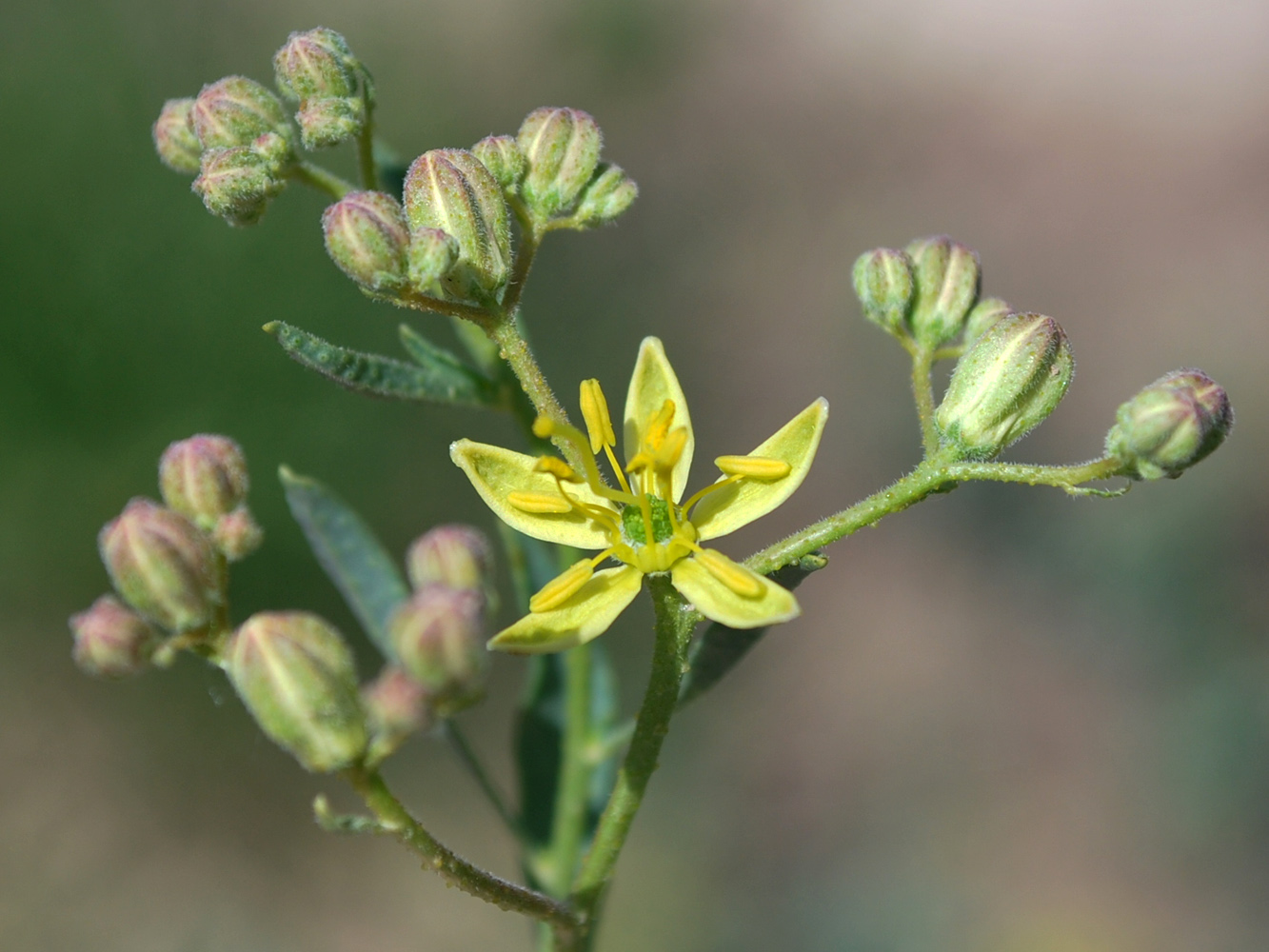 Image of Haplophyllum versicolor specimen.