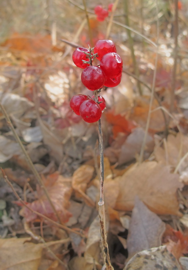 Image of genus Maianthemum specimen.