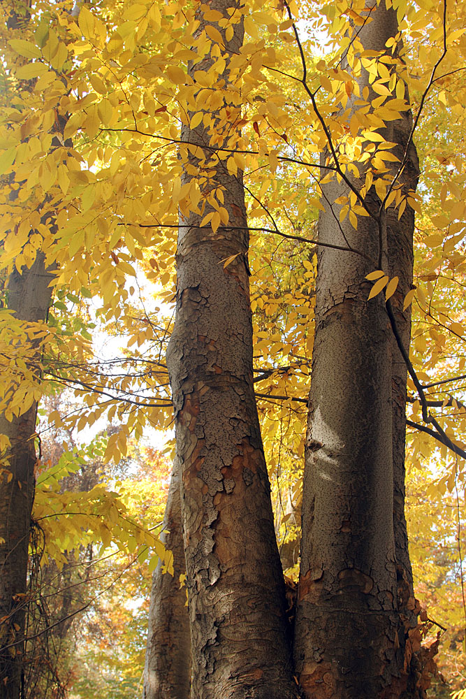 Image of Zelkova schneideriana specimen.