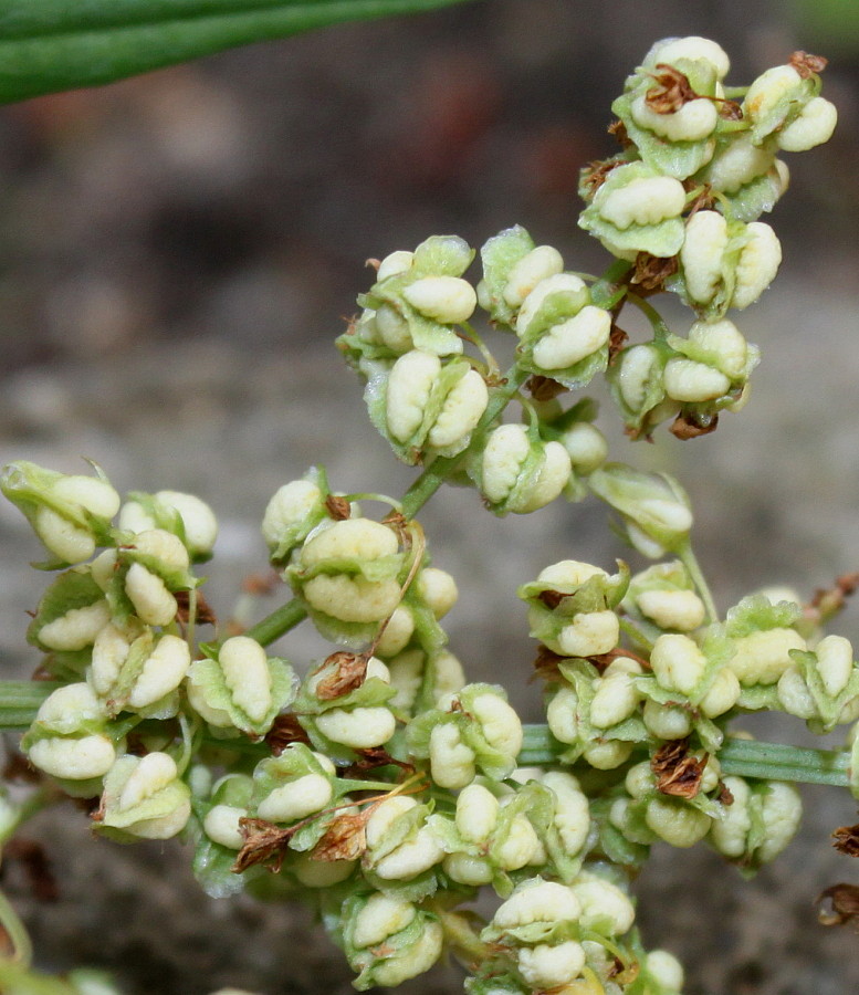 Image of Rumex triangulivalvis specimen.