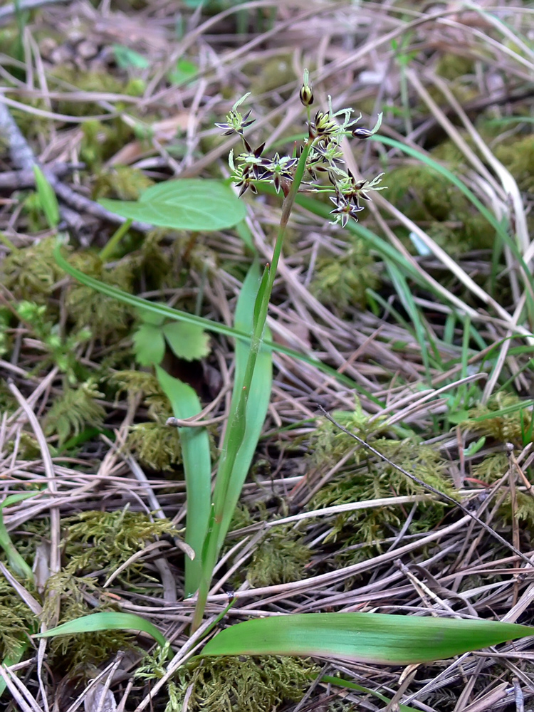 Image of Luzula pilosa specimen.