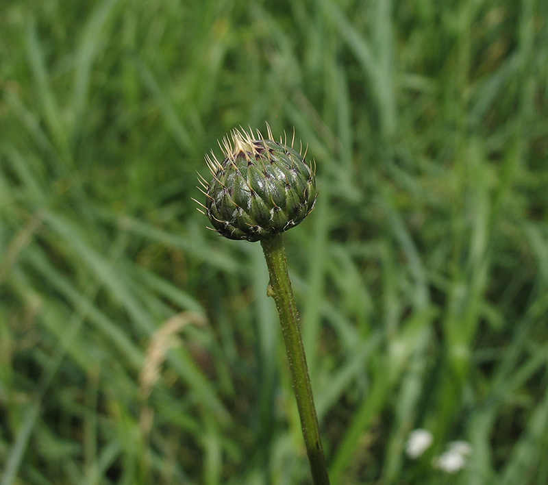 Image of Klasea radiata specimen.