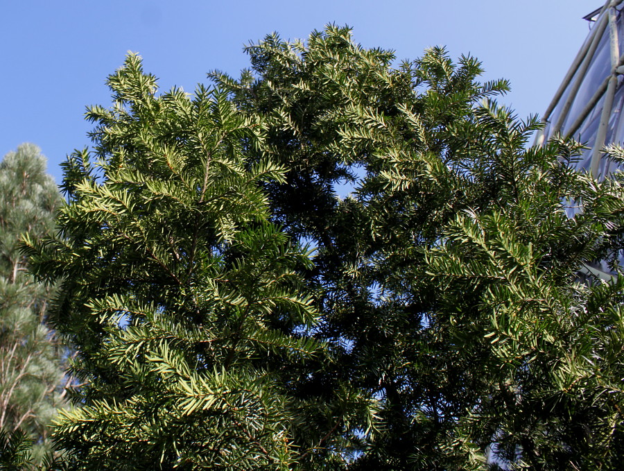 Image of Taxus &times; media specimen.