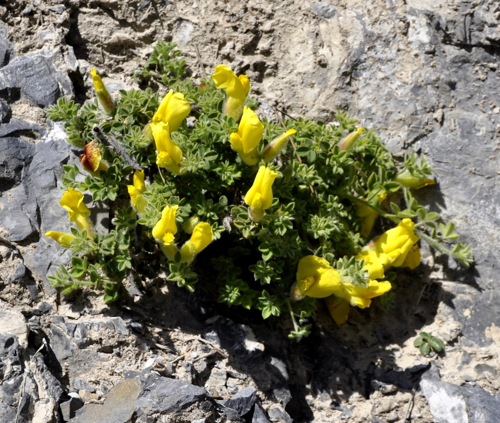 Image of Chamaecytisus polytrichus specimen.