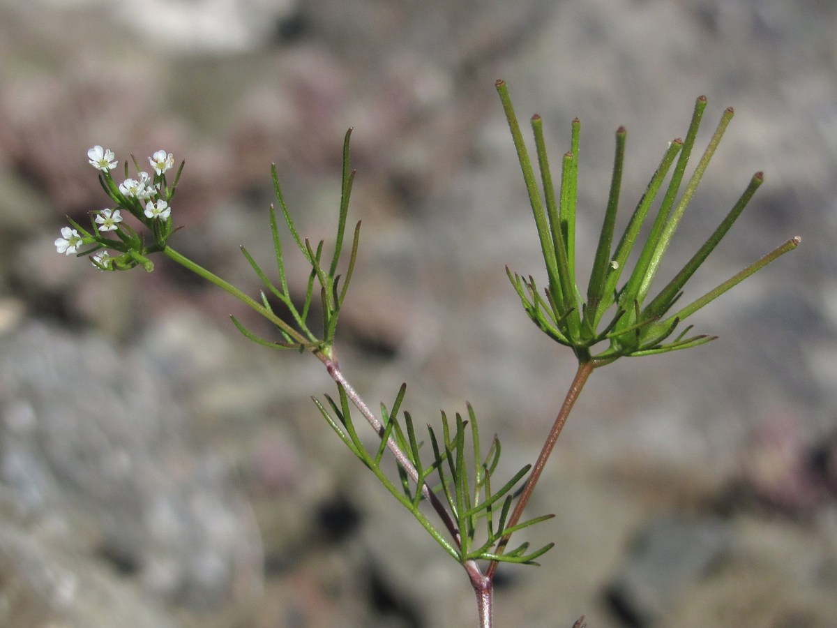 Изображение особи Scandix stellata.