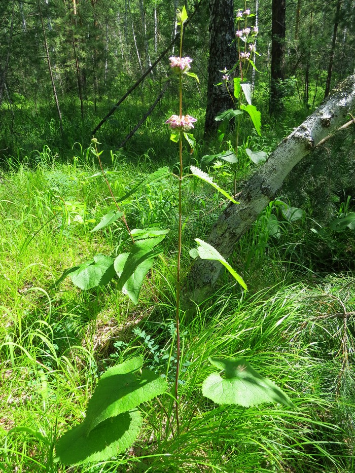 Image of Phlomoides tuberosa specimen.