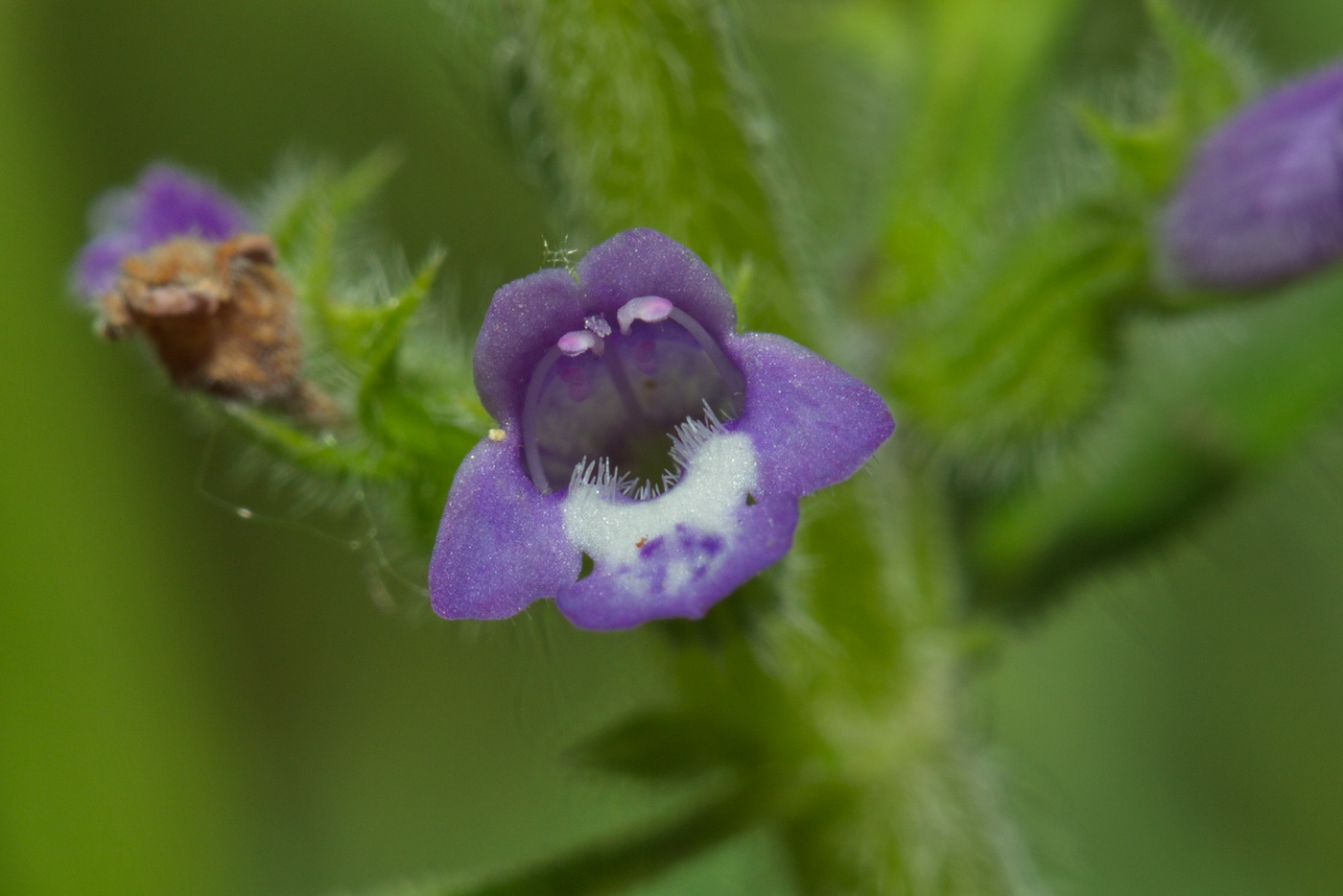 Image of Ziziphora acinos specimen.