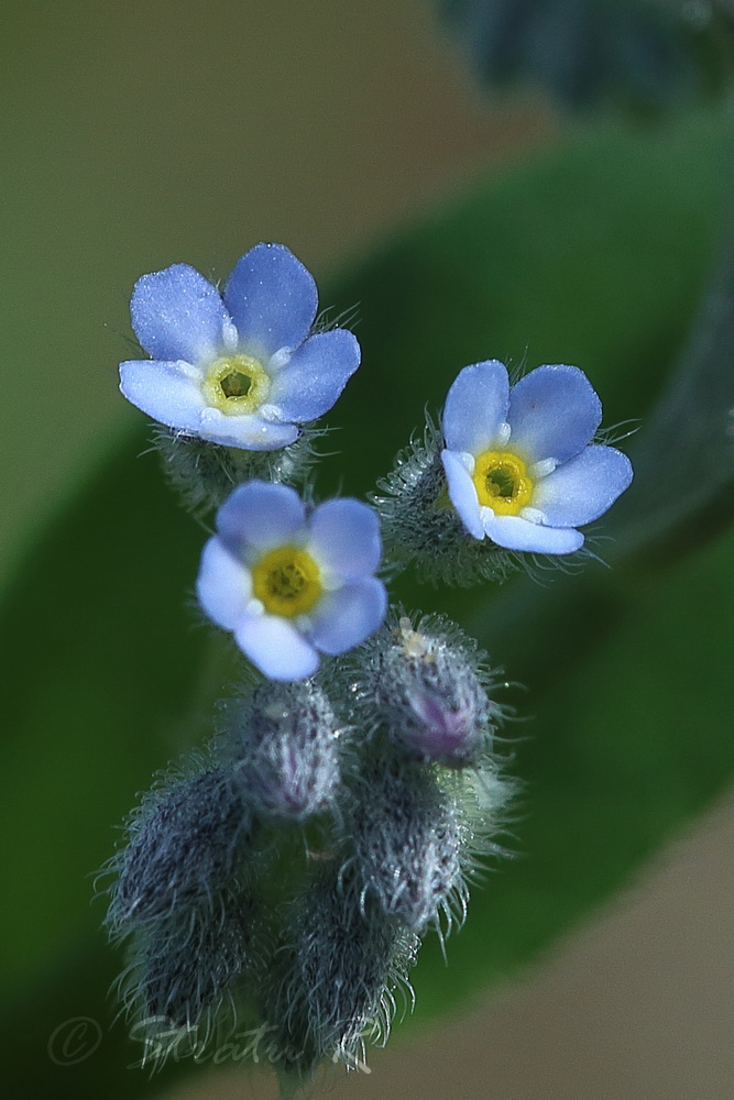 Image of Myosotis arvensis specimen.