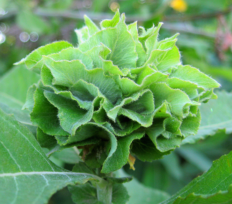 Image of Salix cinerea specimen.