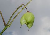 Staphylea trifolia