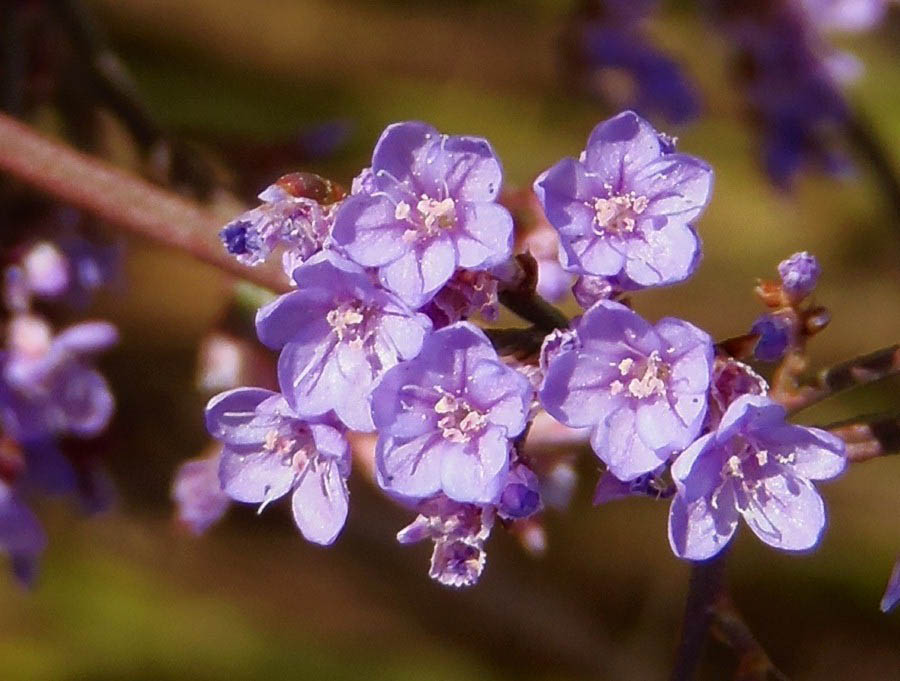 Изображение особи Limonium scoparium.