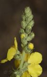 Verbascum phlomoides. Верхушка соцветия. Молдова, Криулянский р-н, окр. с. Слободзея-Дужка, пойма р. Днестр. 17.08.2014.