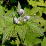 Anemone hupehensis