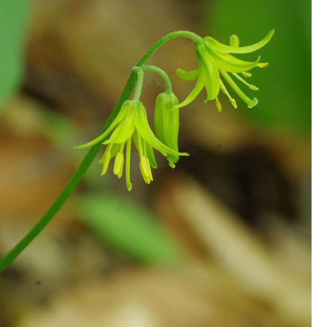 Image of Clintonia borealis specimen.