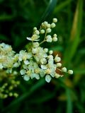 Filipendula ulmaria