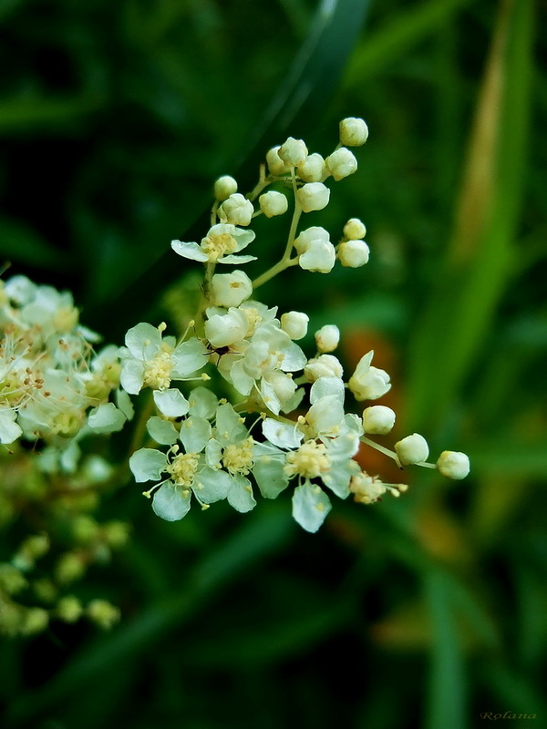 Image of Filipendula ulmaria specimen.