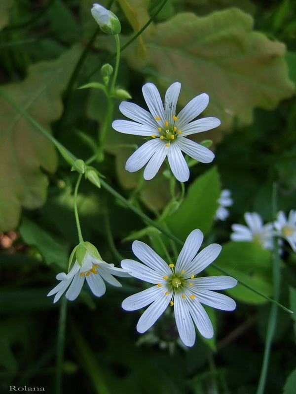 Image of Stellaria holostea specimen.