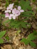 Cardamine quinquefolia