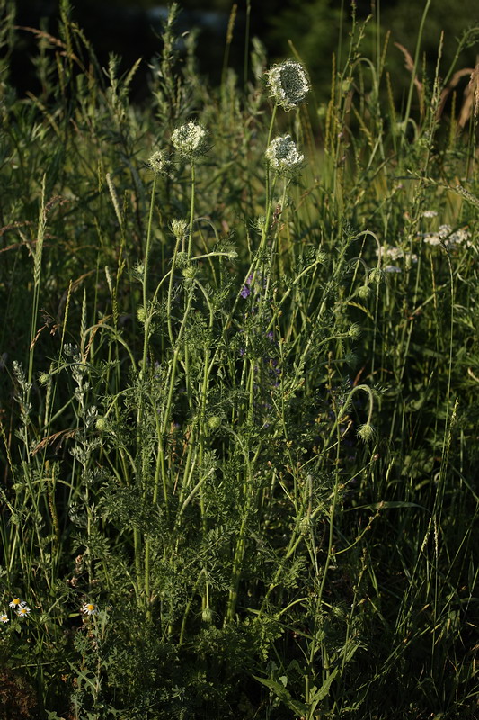 Изображение особи Daucus carota.