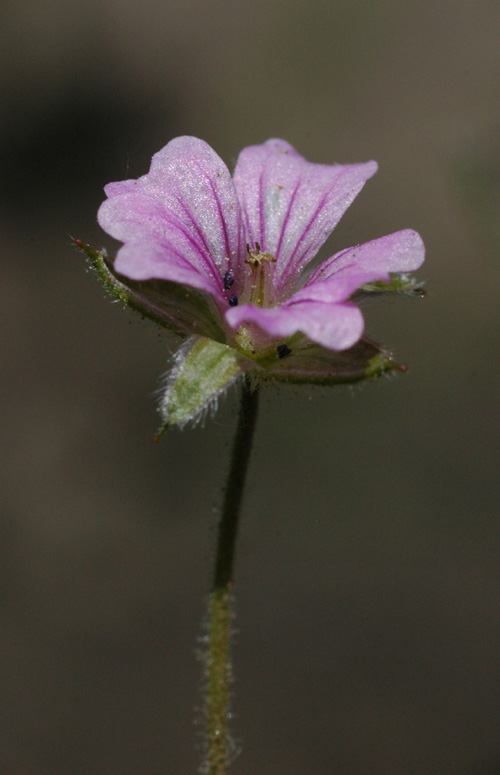 Image of Geranium schrenkianum specimen.