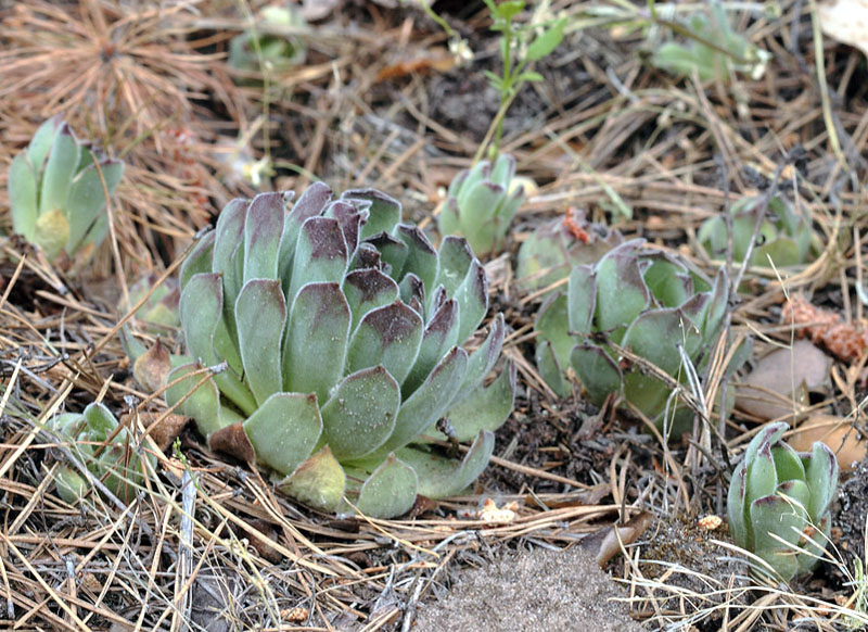 Image of Sempervivum ruthenicum specimen.