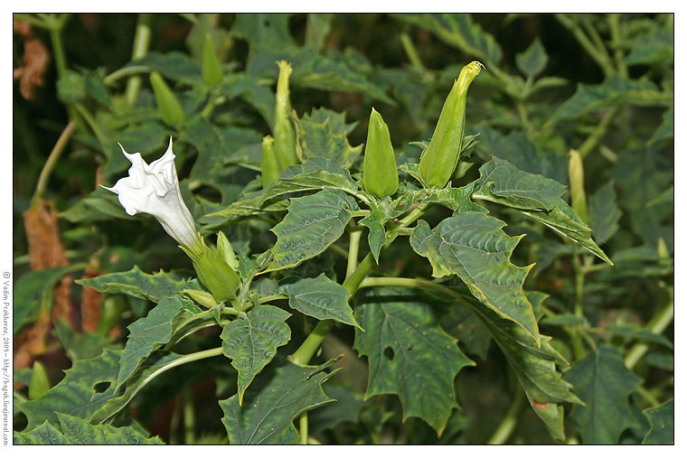 Image of Datura stramonium specimen.