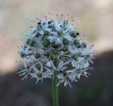 Allium tulipifolium