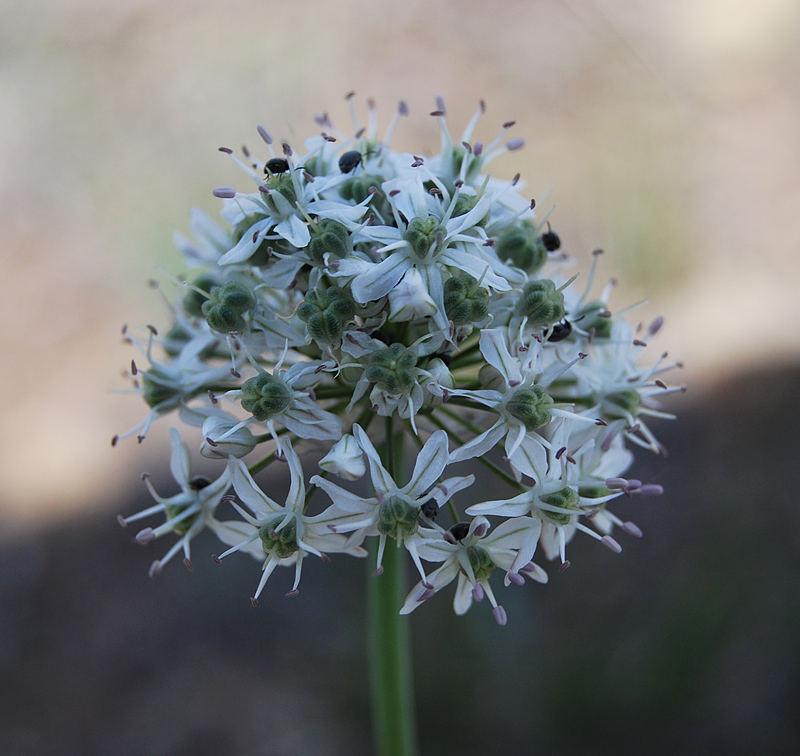 Изображение особи Allium tulipifolium.