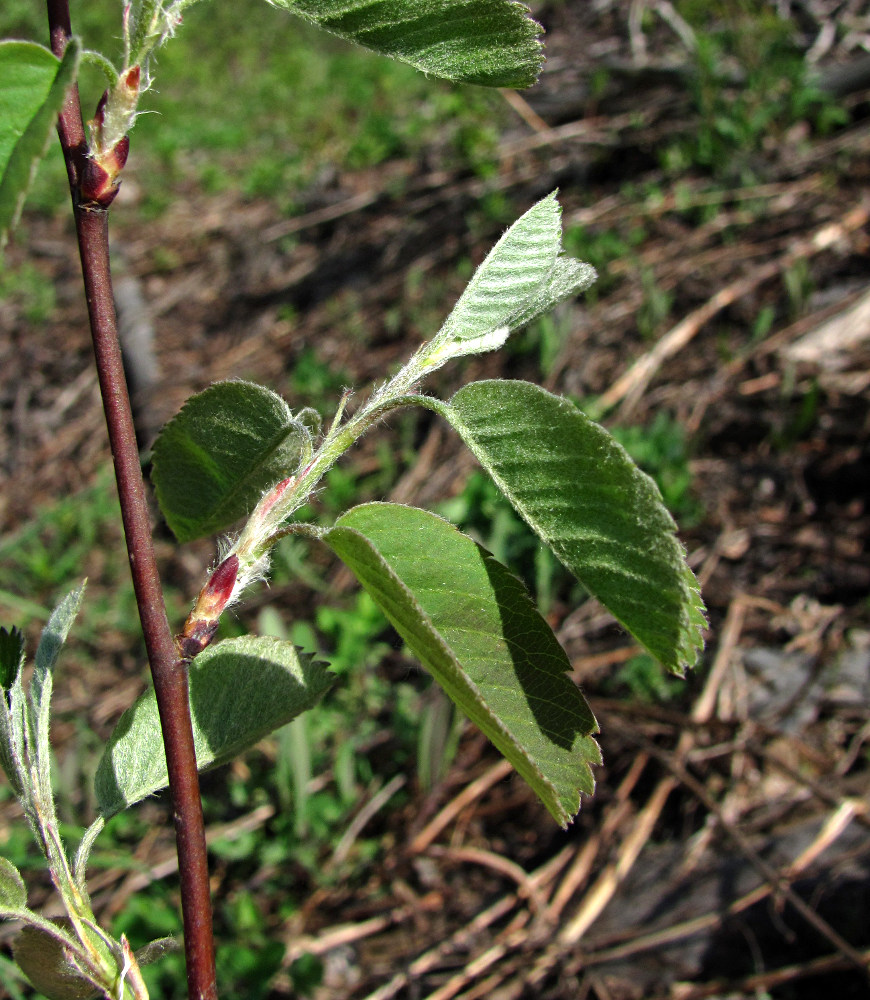 Image of Amelanchier spicata specimen.