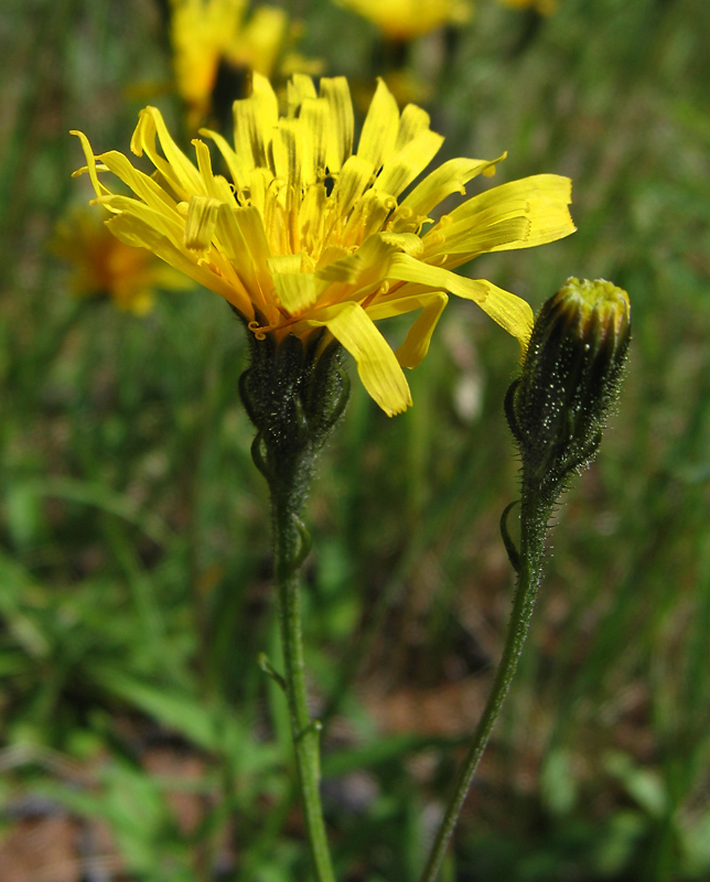 Изображение особи Crepis chrysantha.