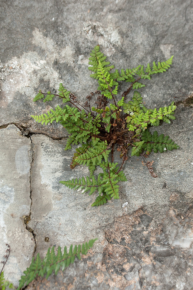 Image of Oeosporangium acrosticum specimen.