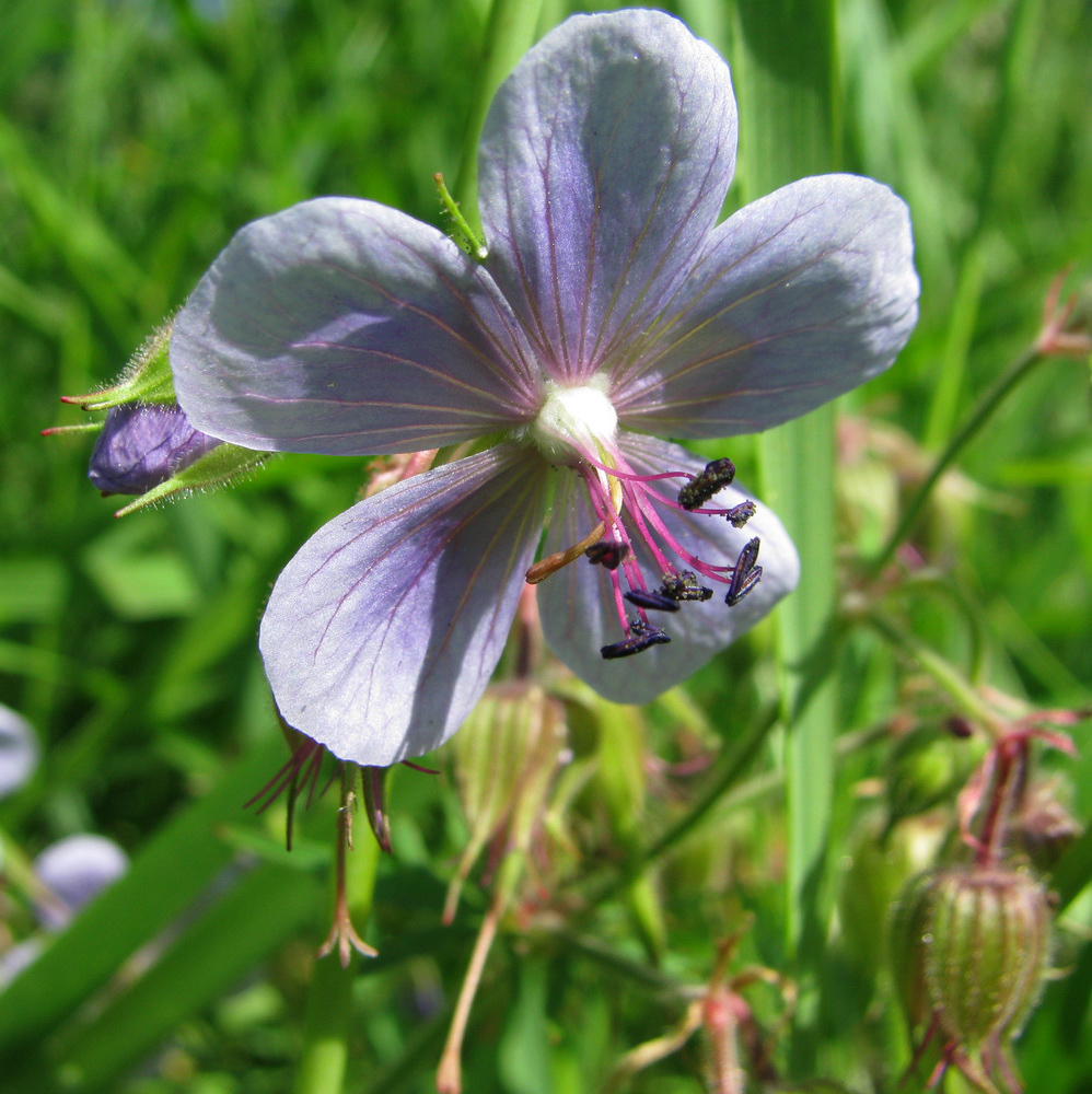 Image of Geranium pratense specimen.